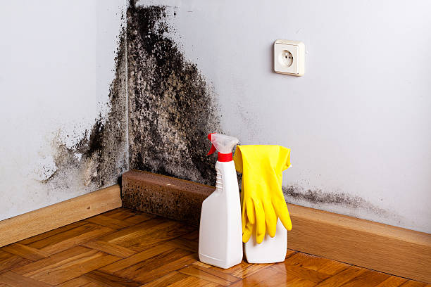 Best Kitchen Mold Remediation in Fort Wayne, IN